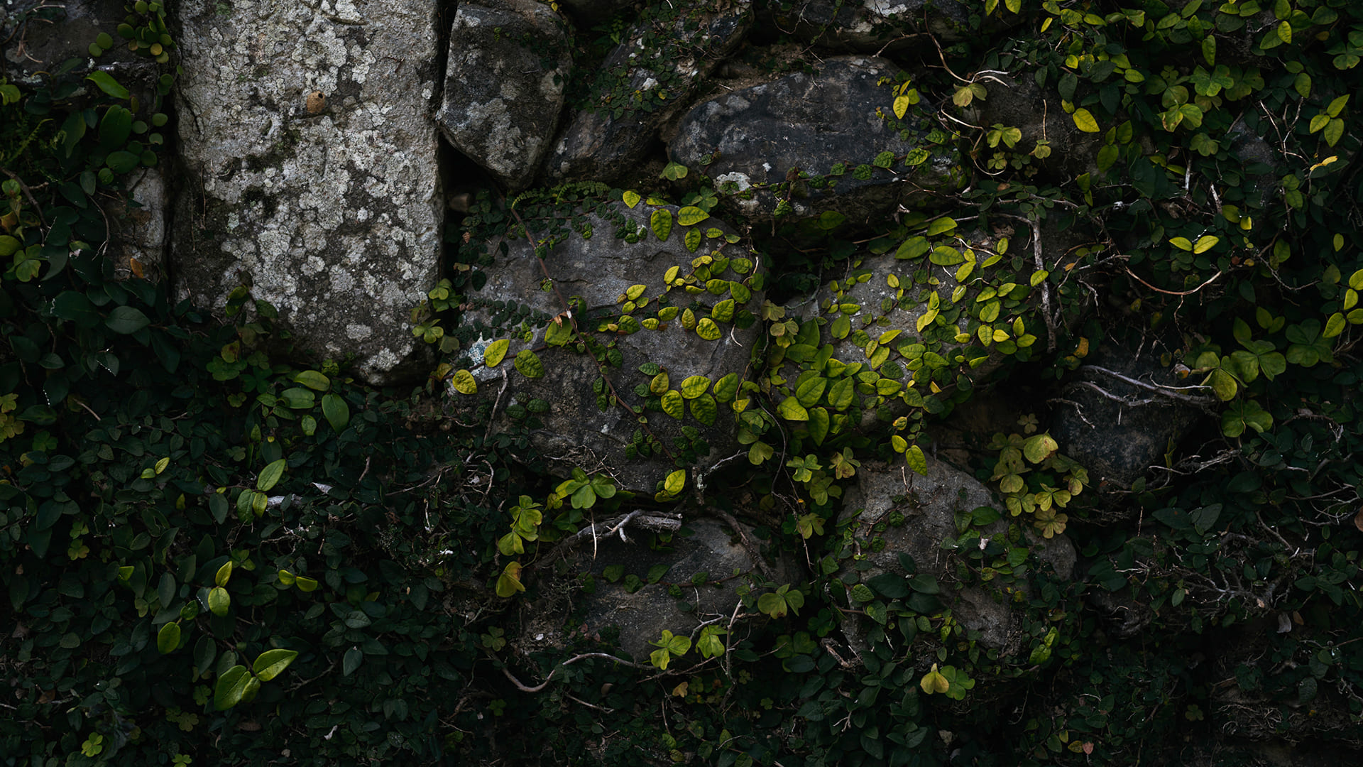 DENKEN WEEK IZUMI 2021 出水麓武家屋敷群 写真 photo1